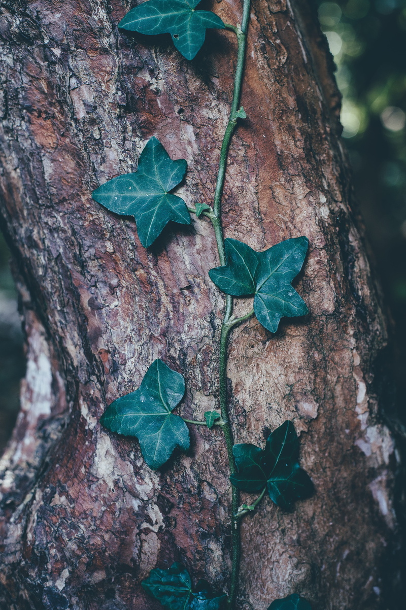 green, blur, focus on foreground, beauty in nature, close-up, day, 4K, leaf, ivy, outdoors, focus, animal, plant part, vine, tree trunk, fragility, growth