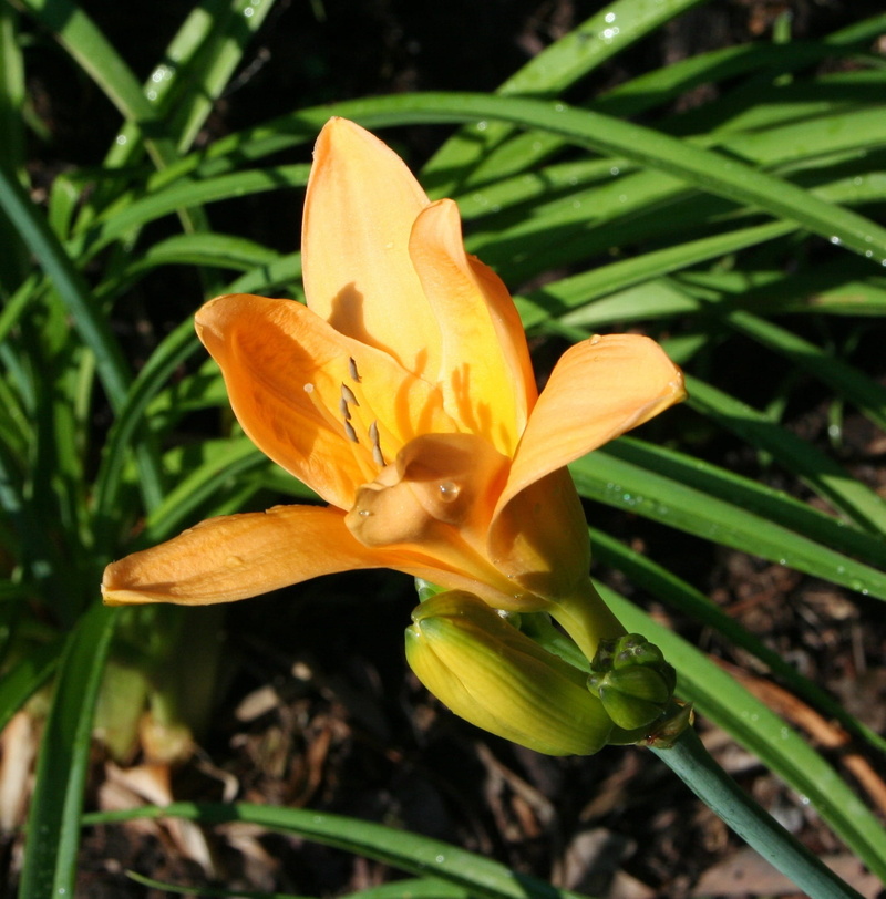 Natural, nature, yellow, flowering plant, Blossom, petal, e, dew, vulnerability, stem, day, freshness, flower Head, Daylily, botanical, bloom, Floral, flower