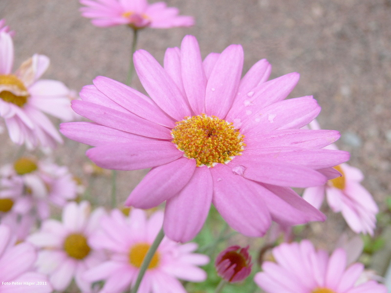 wildflowers, agriculture, close-up, flowering plant, pollen, plant, petals, purple, daisy, 1080P, horticulture, bloom, vegetation, floral, e, focus on foreground