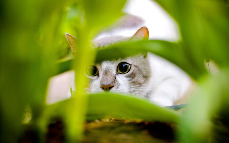 cat, animals, feline, plants, green, 1080P, green eyes