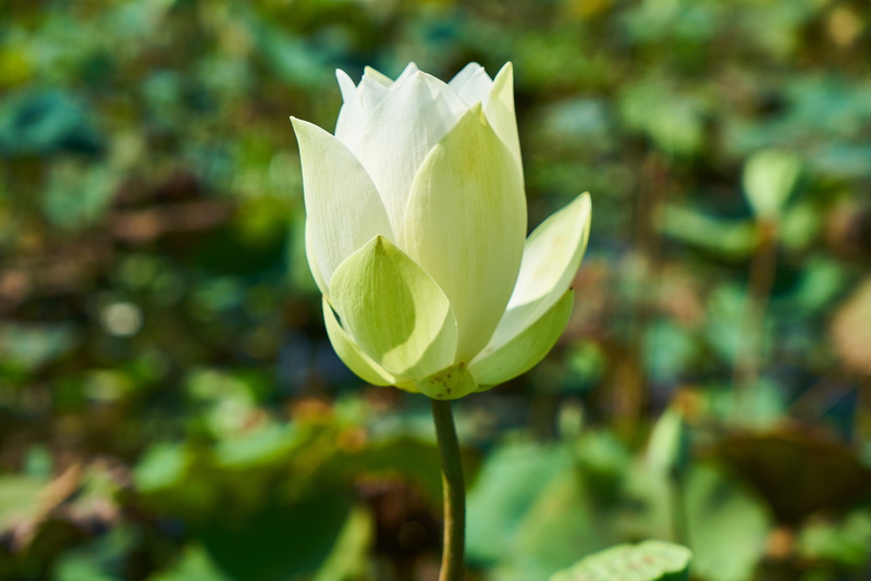 flowers, water, spring, beautiful, close, hot, colors, flowering plant, fragility, love, plant, peace, growth, nobody, cambodia, leaves, 5K, beauty in nature