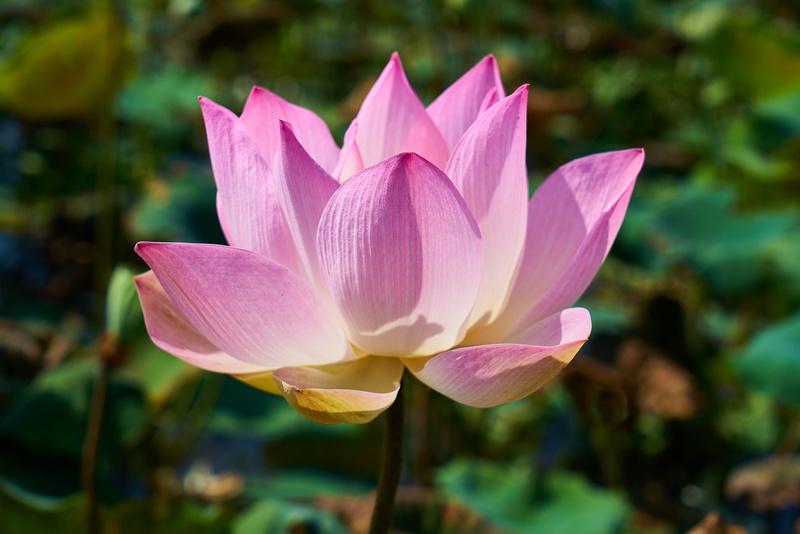 beautiful, nature, summer, macro, selective, cambodia, spring, horizontal, beauty in nature, 5K, fragility, lotus water lily, color image, focus on foreground