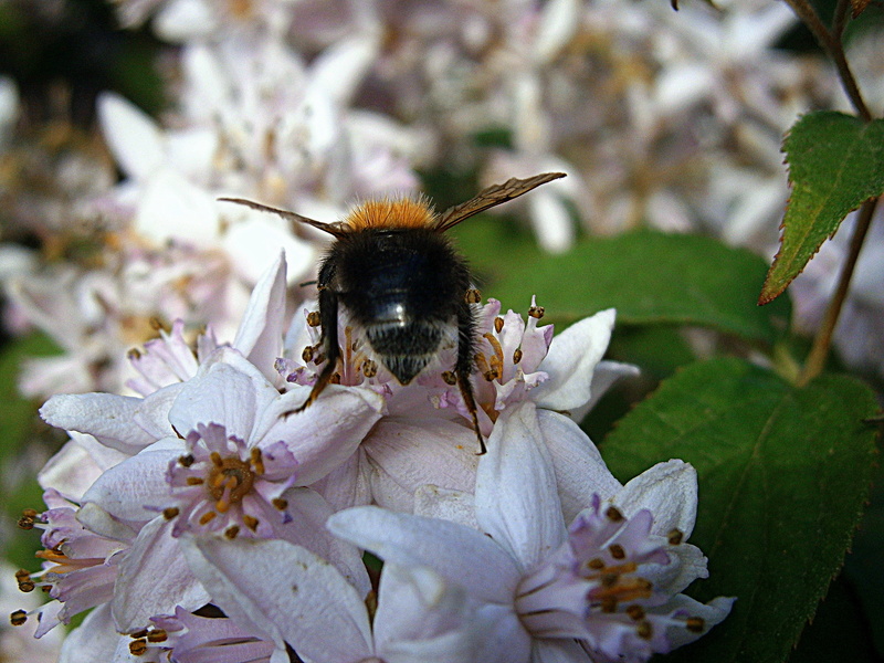 macro photography, fragrance, bush, whopper, bumblebees, bumblebee, garden, rest, greenhouse hydrangea, flower garden, blossom, beautiful, bud, freshness