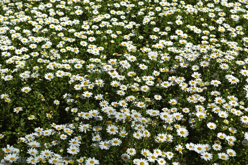 yellow, 4K, texture, outdoors, daisies, field, the leaves are, summer flower, beautiful, yellow flower, leaves, summer, fragility, yellow flowers, vulnerability