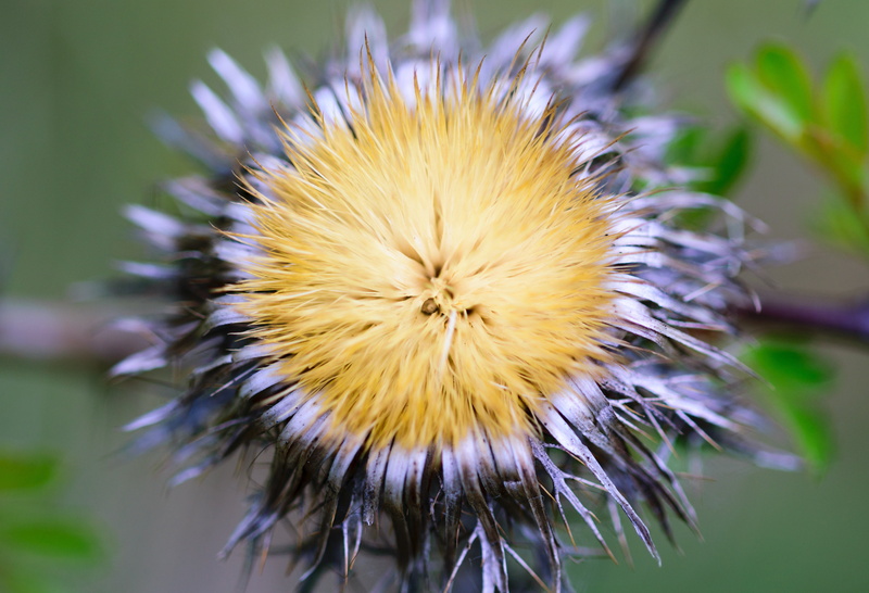 beauty, park, seed, vulnerability, flora, countryside, 5K, no people, day, green, close-up, color, natural, detail, summer, inflorescence, flower head