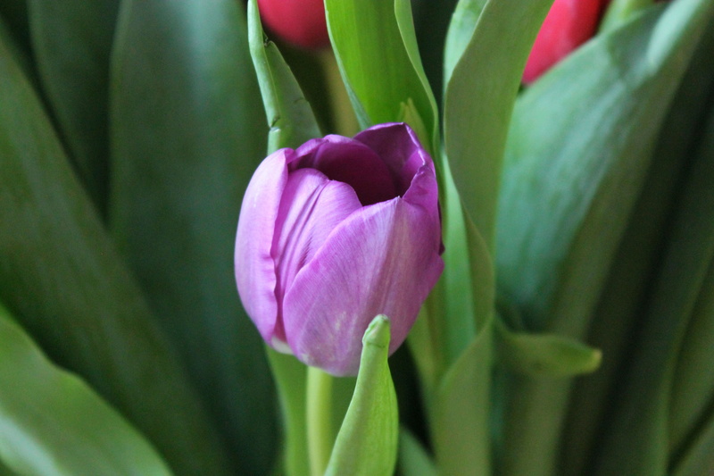 holland, girl, close-up, dacha, petals, purple, plant, holiday, flower, green, green leaves, inflorescence, forest tulip, springtime, bright, bloom, green Color