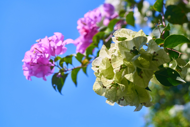 season, colors, close, close-up, park, flowering plant, peace, flower head, focus on foreground, highland, leaf, macro, open air, beautiful, detail, fragility