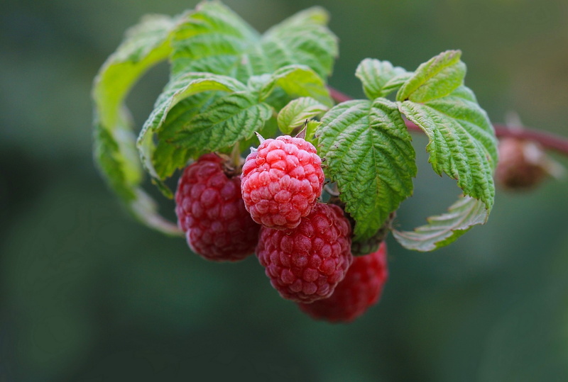 nature, raspberries, plants, 2K, leaves