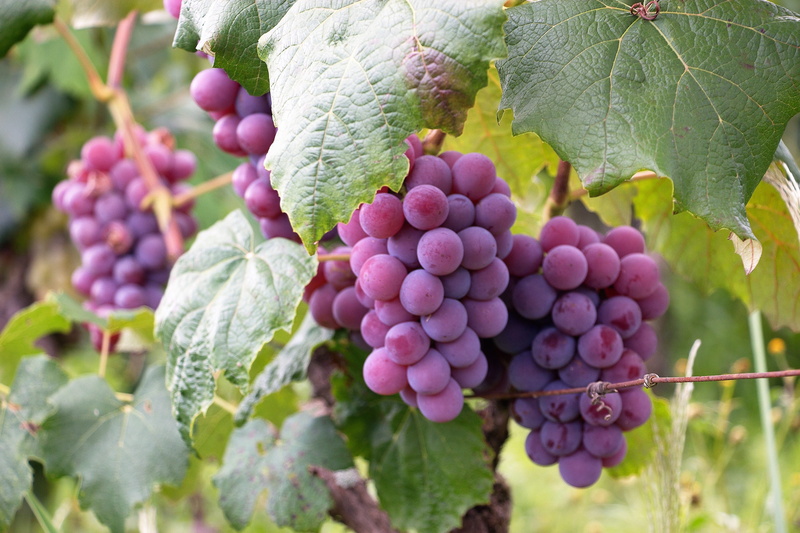 uva, nature, tree, winemaking, food, vineyard, grape, wine, agriculture, plant part, close-up, leaf, purple, outdoors, day, 2K, healthy eating, color