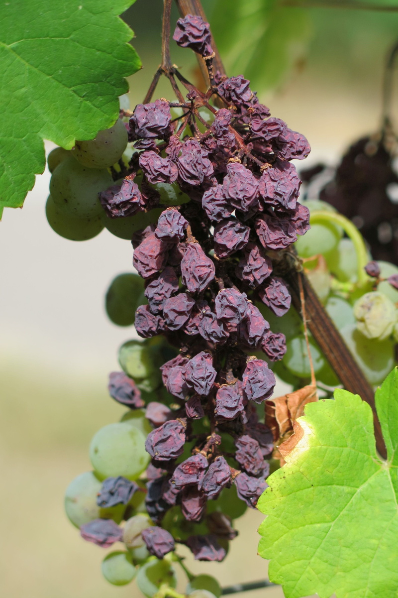 vulnerability, selective focus, fragility, beauty in nature, growth, flower head, focus on foreground, nature, close-up, 4K, grape, day, leaf, raisin