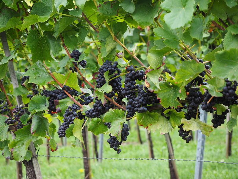 plantation, outdoors, vitis vinifera, leaf, food and drink, fruit, climber, fruits, noble vine, healthy eating, vine, bunch, freshness, 4K, ripe, grapes