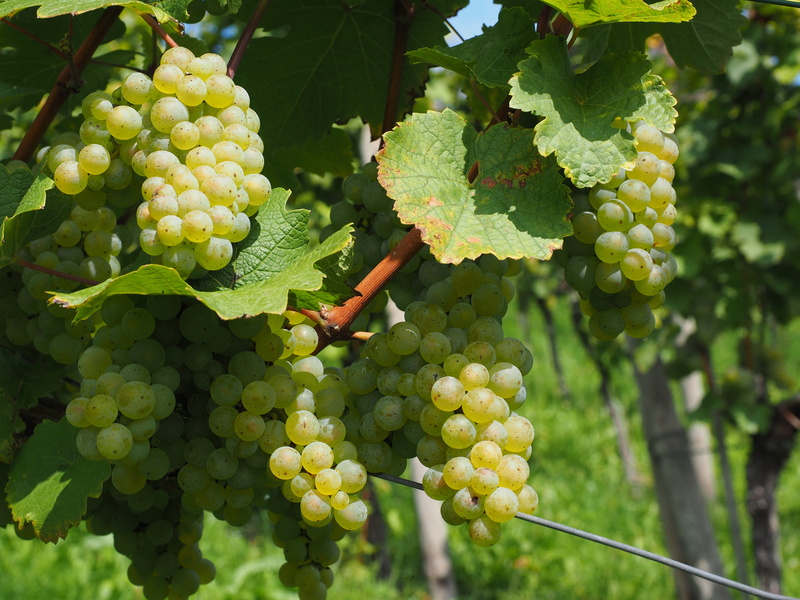 growth, winegrowing, green, blue, outdoors, juicy, vitis vinifera, day, grape, vineyard, climber, ripe, berries, vines, varietal, green color, wellbeing