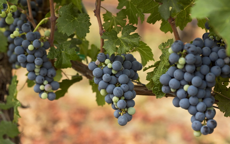 fruits, 1080P, grapes, autumn