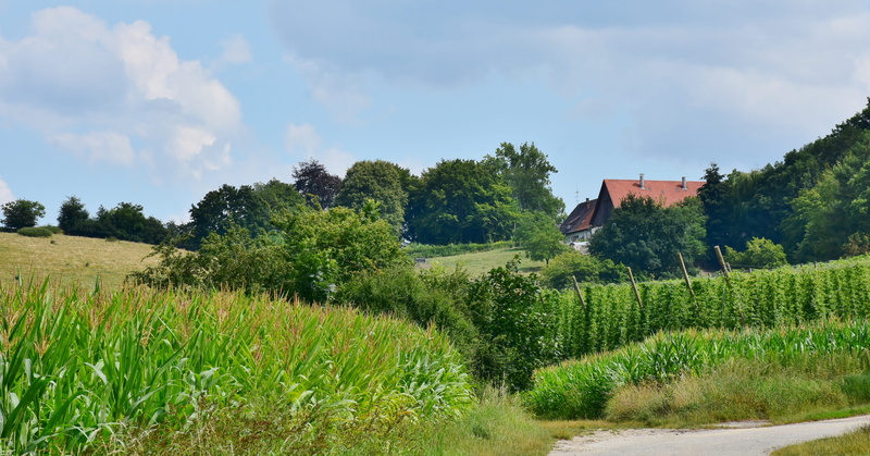 grass, sky, beer brewing, hop-growing area, green color, hof, tree, climber plant, architecture, built structure, idyll, field, plant, cloud - sky, holledau