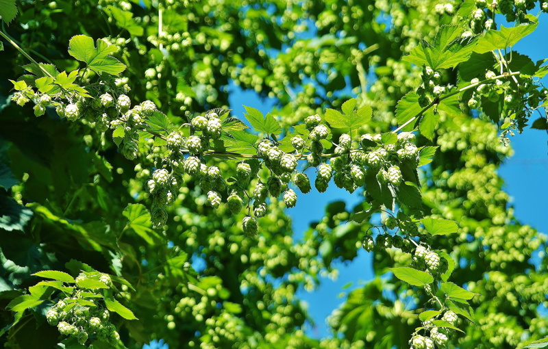 branch, beauty in nature, tranquility, foliage, nature, hopfendolde, sunlight, harvest, freshness, plant part, leaves, green, outdoors, sunny, brew, selective focus