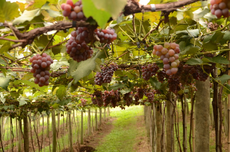 day, landscape, no people, tree, food, vine, outdoors, leaf, grape, fruit, rural scene, plantation, growth, vineyard, videira, food and drink, crop, nature