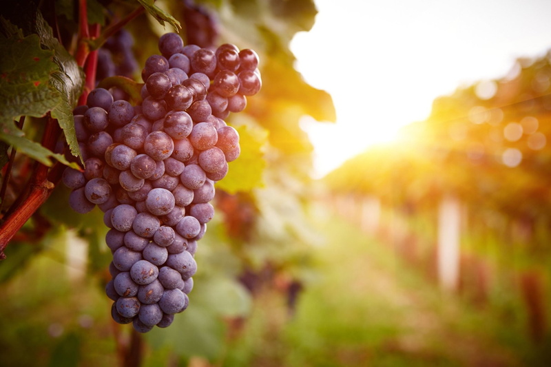 red wine, beauty in nature, vine, Fruit, Depth Of Field, nature, winemaking, bunch, landscape, rural scene, grape, Vineyard, food and drink, close-up, agriculture
