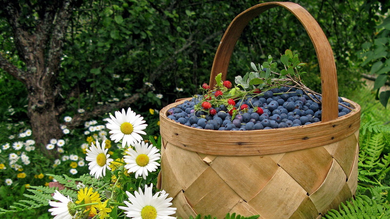 bilberry, healthy Eating, backgrounds, vine, summer, leaf, rural Scene, wood - Material, food, flowering plant, outdoors, plant, ripe, wild strawberry