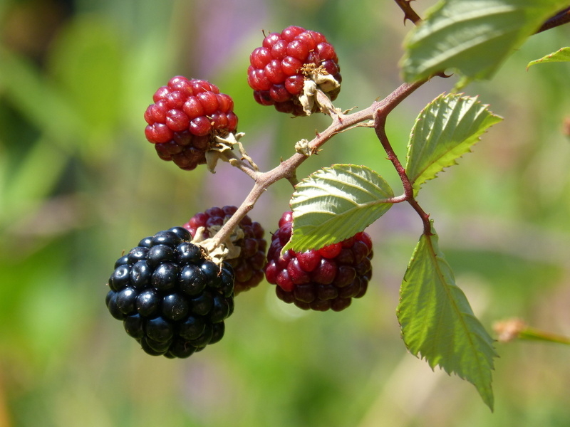 blackberries, growth, mora, blur, bunch, depth of field, green color, berries, focus on foreground, healthy, leaf, color, tasty, nature, outdoors, tree