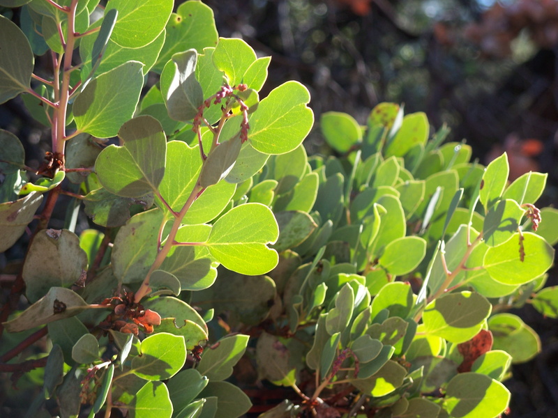 focus on foreground, outdoors, manzanita, leaf, green color, day, sunlight, plant part, branch, no people, shasta lake, foliage, close-up, fruit, california