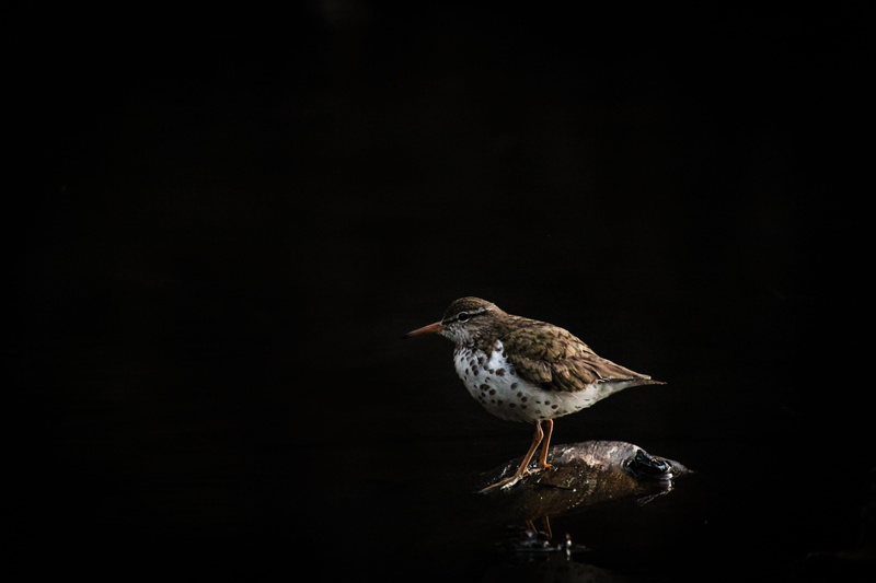 anthus, sparrow, agelaius, black, spotted sandpiper, brown, side view, grouse, no people, dark, buzzard, blackbird, fowl, black background, day, cute, 5K