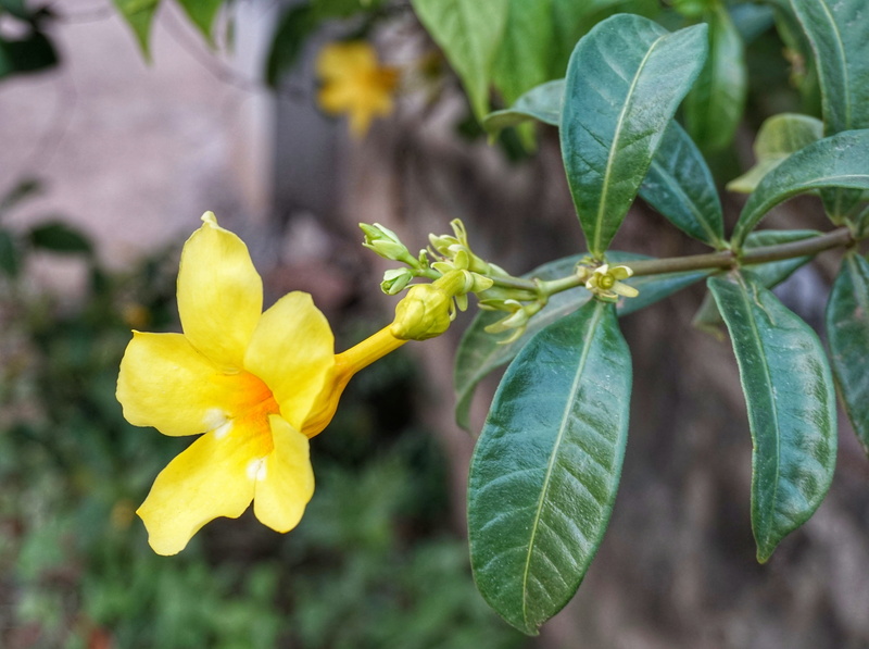 fragility, day, close-up, leaf, beautiful, flora, nature, petal, green color, closeup, growth, color, flowering plant, plant part, flower head, no people