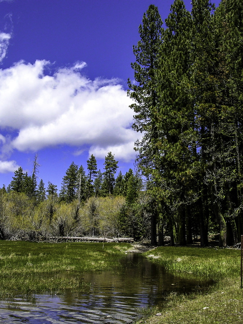 tranquility, beauty In Nature, public domain, tranquil scene, national, tree, park, United States, lake, manzanita, no people, forest, Lassen Volcanic National Park