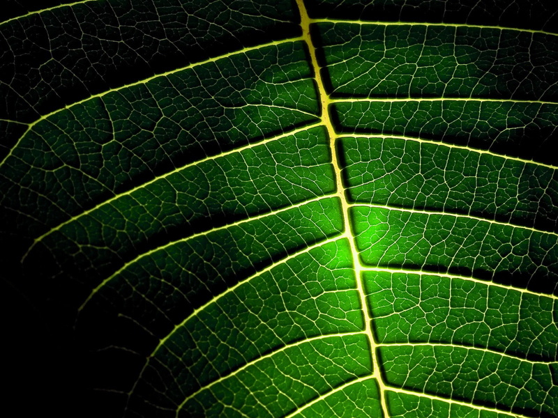 hd, 720P, veins, leaf, green, macro, nature