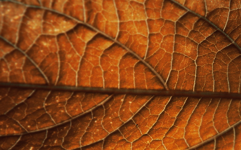 light - Natural Phenomenon, textured, colors, plant part, dry, leaves, autumn, outdoors, organic, natural pattern, selective focus, close-up, growth, textured Effect