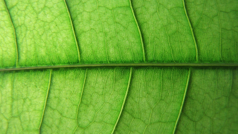 veins, nature, macro, leaf, 1080P, green, hd