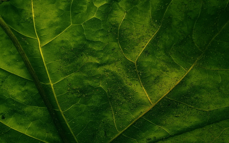 hd, leaf, 720P, veins, nature, macro, green
