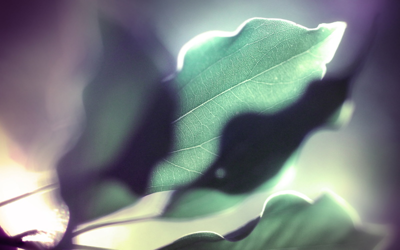 hd, macro, green, nature, leaf, vein, 2K