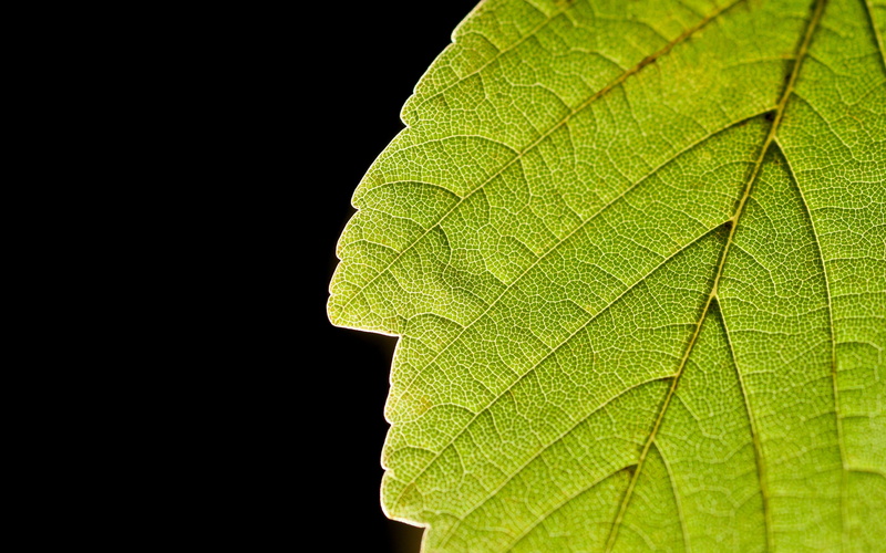 macro, 2K, nature, leaf, veins, hd