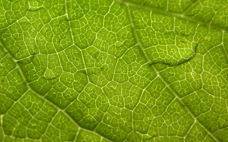 green, close-up, textured, natural pattern, dew, green Color, 1080P, macro, beauty In Nature, plant, drop, backgrounds, abstract, vulnerability, surface