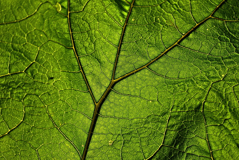 herb, butterbur, leaf, veins, 5K, green, pattern, plant