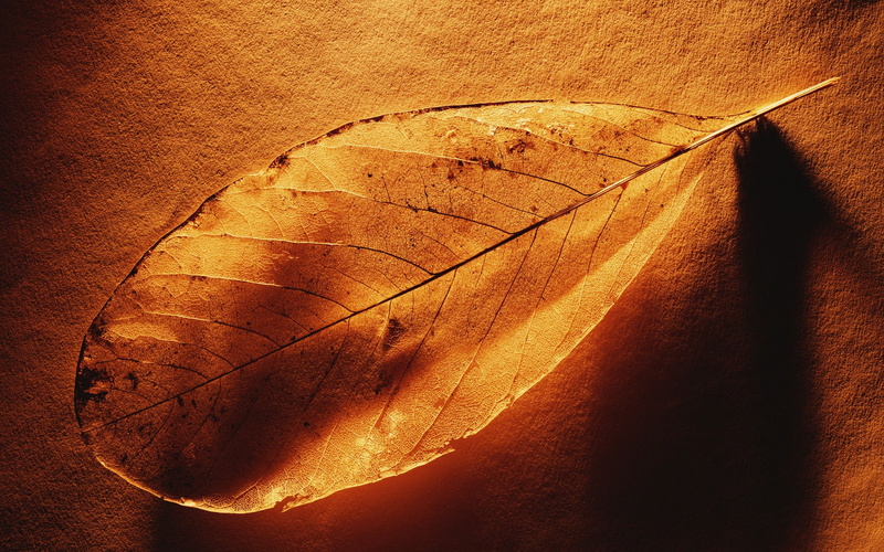 leaf, veins, brown, 1080P, withered, nature, hd