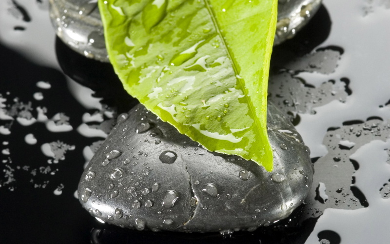 indoors, food, leaves, no people, studio shot, nature, fruit, healthy eating, plant, green color, flower, food and drink, water drops, close-up, water