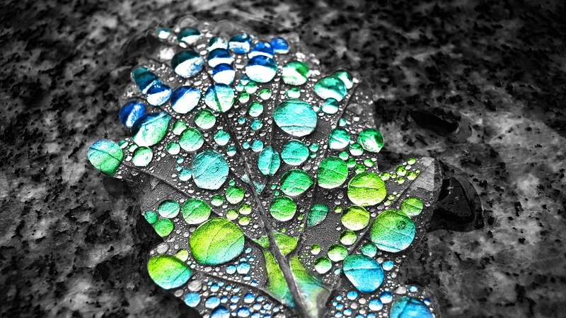 no people, beauty in nature, leaves, textured, pattern, animal, outdoors, isolated color, backgrounds, green color, turquoise colored, high angle view