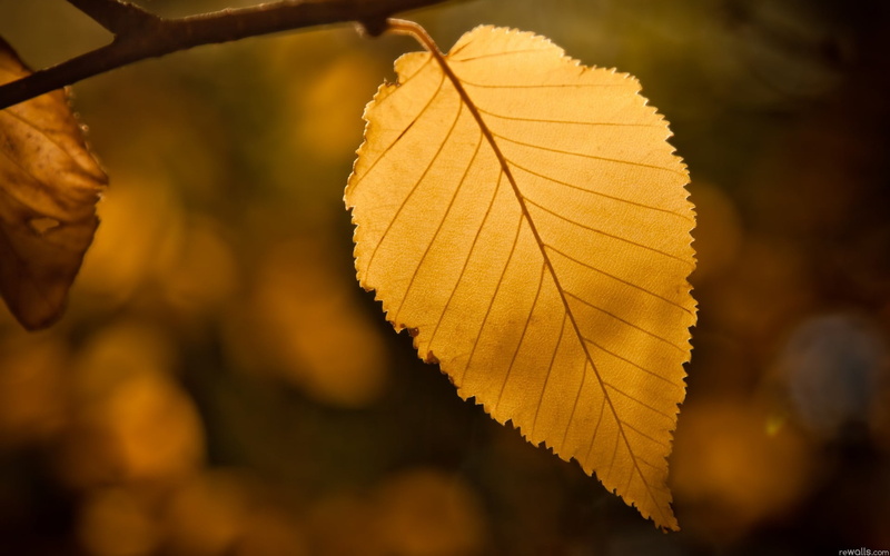 environment, season, day, selective Focus, branch, leaf, gold Colored, natural condition, orange Color, colors, multi Colored, color Image, change, leaf vein