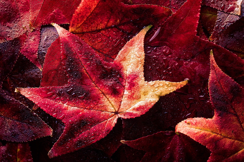 natural pattern, nature, change, beauty in nature, full frame, autumn, leaves, 1080P, red, falling, outdoors, no people, fragility, maple leaf, maroon