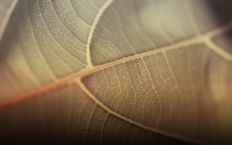 summer, thread, season, forest, textured, selective focus, photography, lush Foliage, autumn, color Image, botany, nature, 720P, focus, fragility, no People