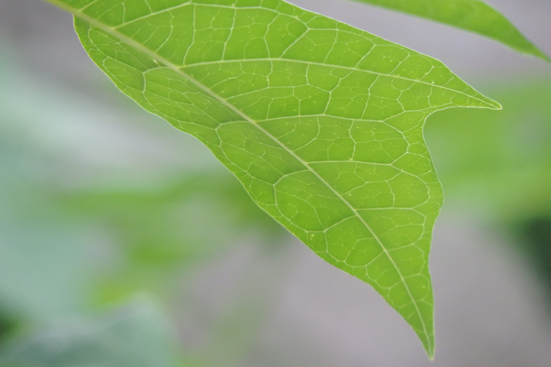 nature, selective focus, environment, green color, 4K, beauty in nature, day, plant part, plant, photosynthesis, leaf vein, leaf, fragility, no people