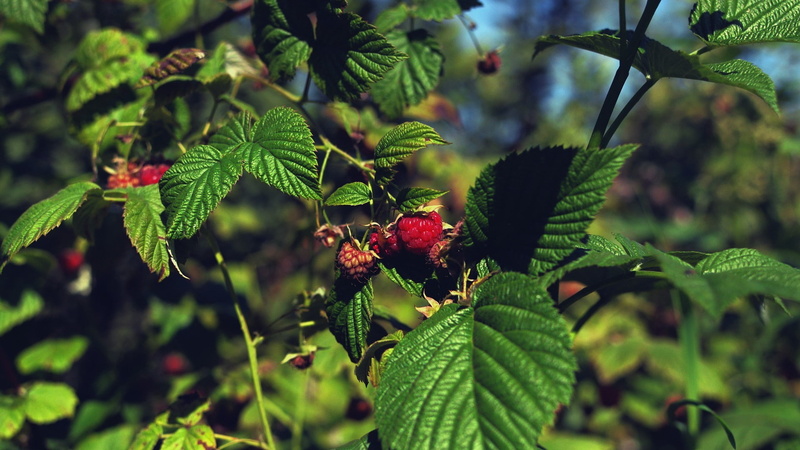 1080P, raspberries, plants, fruit, summer, leaves