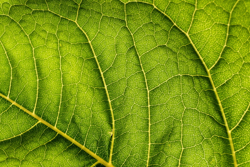 natural pattern, moisture, directly below, freshness, tree, leaf vein, pattern, leaves, backgrounds, texture, green, macro, leaf, vein, close-up, color
