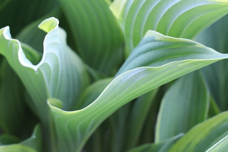 herbaceous, outdoors, beauty in nature, hosta leaf, photosynthesis, plant, cottage garden, leaf, focus on foreground, hosta plant, botanical, plant part