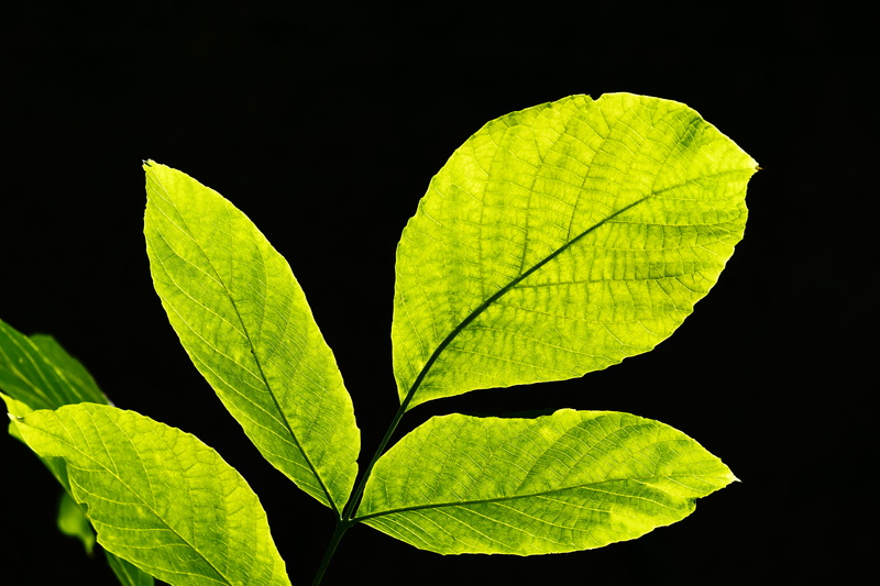 night, ecology, nature, natural condition, studio shot, botany, outdoors, green leaves, photosynthesis, leaves, vein, leaf vein, no people, close-up, 4K
