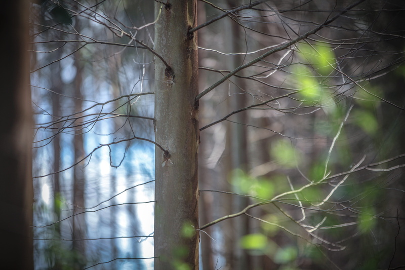 land, woodland, plant, tree trunk, season, environment, outdoors, non-urban scene, photosynthesis, branch, summer, outbreak, tree, beauty in nature, plant wildlife