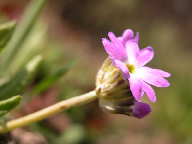 2K, petal, flora, colors, flowering, flower, pink Color, purity, leaf, garden, beauty, purple flowers, outdoors, botany, beauty in nature, freshness, selective focus