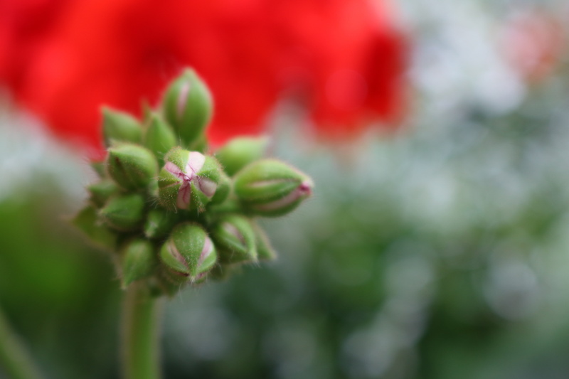 fragility, spring, 5K, selective focus, bud, no people, focus on foreground, green color, flowering plant, outdoors, beauty in nature, bloom, close-up