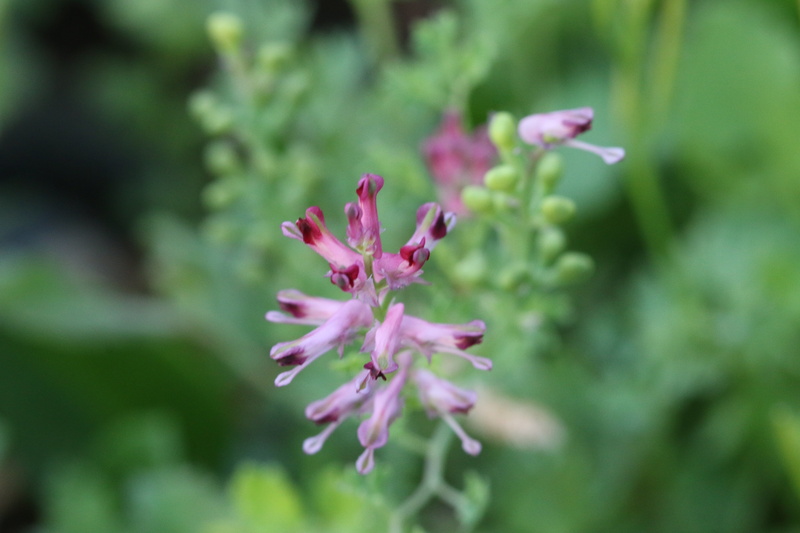 flowering plant, the leaves are, flowers, vulnerability, day, close, flower head, flower, garden, tranquility, green, inflorescence, nature, outdoors, greens